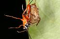 Araneus_eburnus_D7714_Z_89_The Gap_Australie